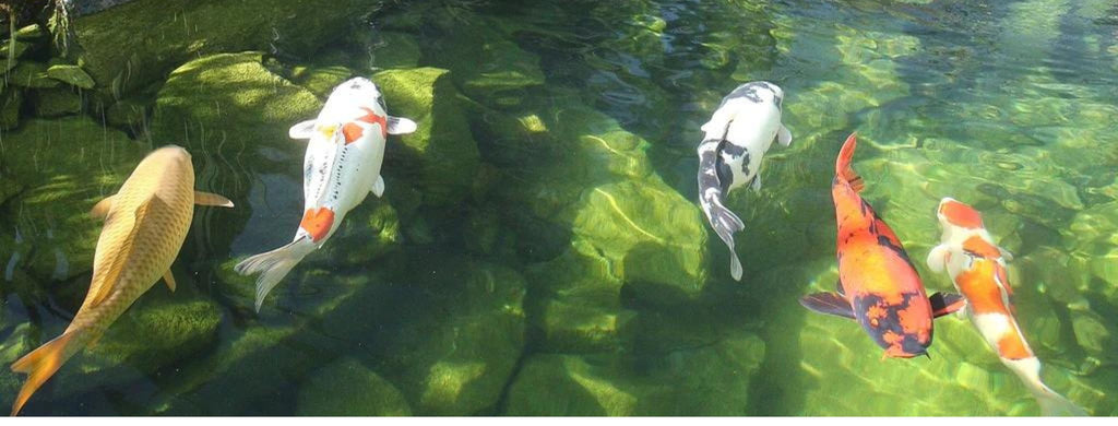 Klart vand i havedammen