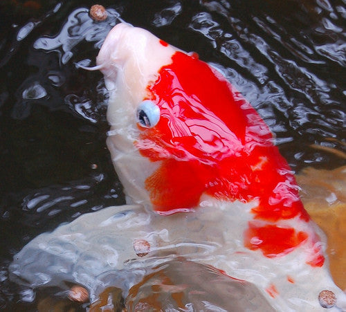 Koi fiskefoder