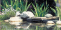 Biosys Skimmer