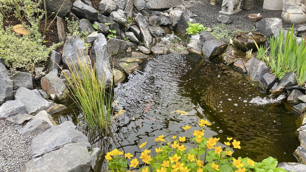 Forårsklargøring af havedammen