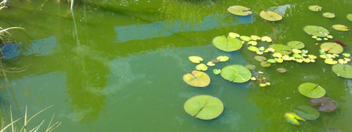 Svævealger (grønt vand)