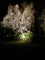 På billedet er der sat 2 stk. LED Spot Pro op for at lyse hele birketræet op. Træet er ca 17 meter i højden.