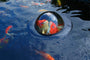  At se dine fisk gennem Veldas Fish Dome giver dig en helt unik oplevelse.