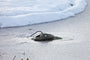 IceFree Thermo 330 isfriholder  holder et hul isfrit i isen